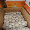 China New Colheita Fresh Garlic Small Bag Embalagem Atacado